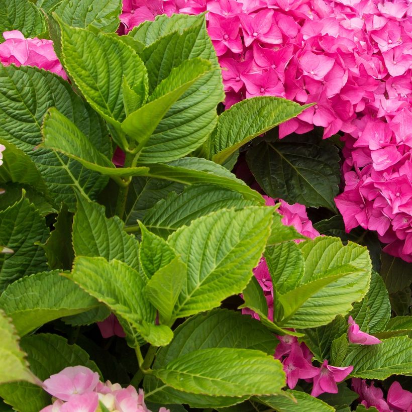 Hydrangea macrophylla Freudenstein - Bauernhortensie (Laub)