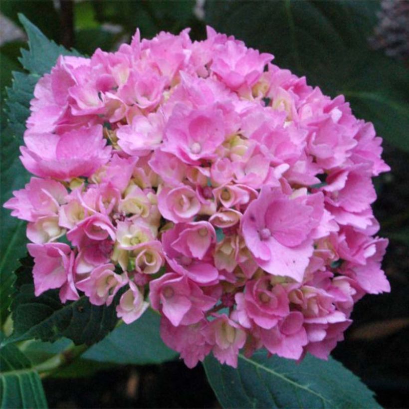 Hydrangea macrophylla La Marne - Bauernhortensie (Blüte)