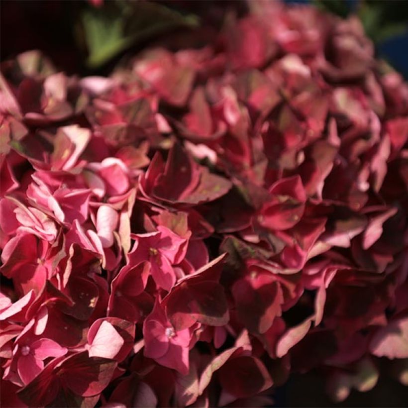 Hydrangea macrophylla Magical Crimson - Bauernhortensie (Blüte)