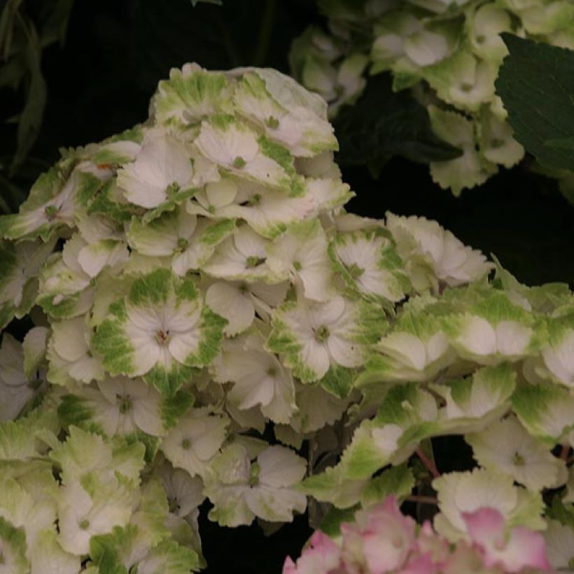 Hydrangea macrophylla Magical Noblesse - Bauernhortensie (Blüte)