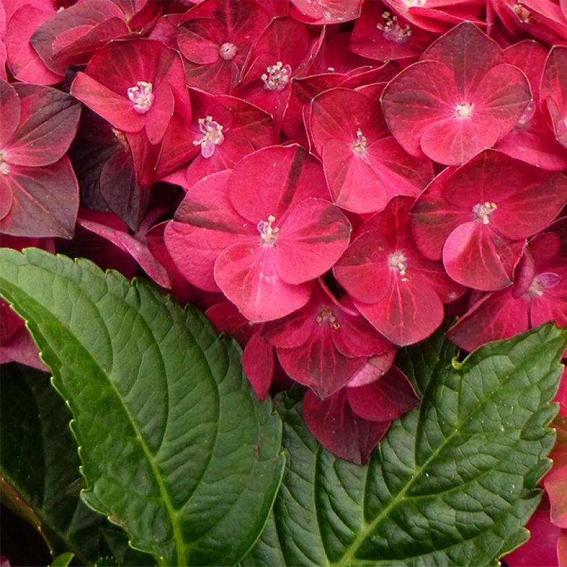 Hydrangea macrophylla Magical Ruby Tuesday - Bauernhortensie (Laub)