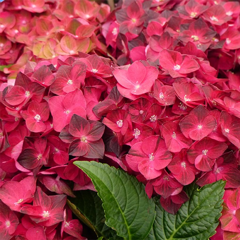 Hydrangea macrophylla Magical Ruby Tuesday - Bauernhortensie (Blüte)