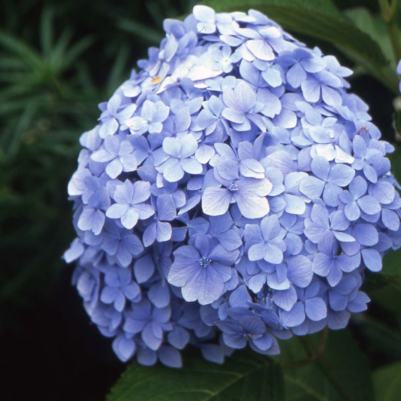 Hydrangea macrophylla Mousseline - Bauernhortensie (Blüte)