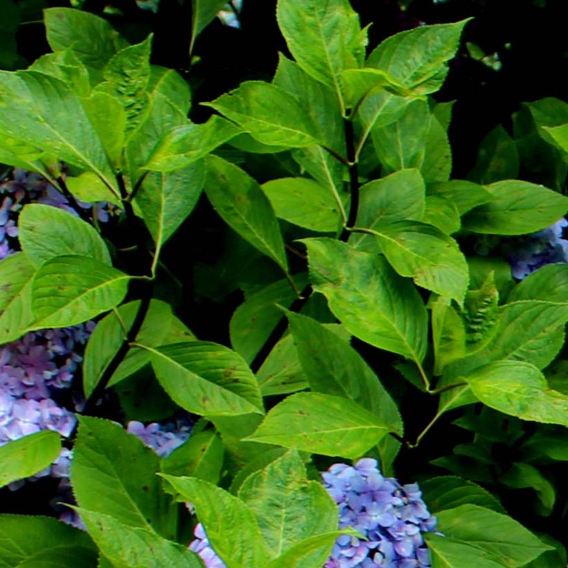 Hydrangea macrophylla Nigra - Bauernhortensie (Laub)