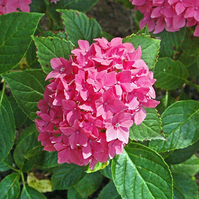 Hydrangea macrophylla Pia - Bauernhortensie (Blüte)