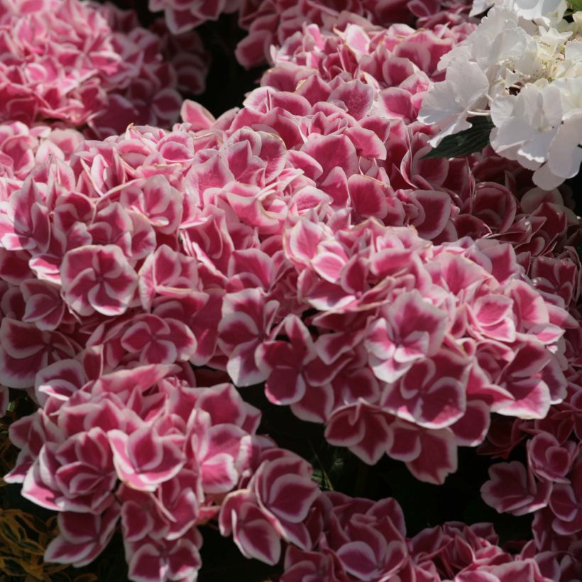 Hydrangea macrophylla Red Ace - Bauernhortensie (Blüte)