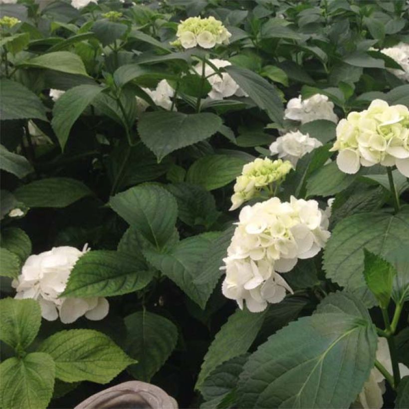 Hydrangea macrophylla Schneeball - Bauernhortensie (Laub)