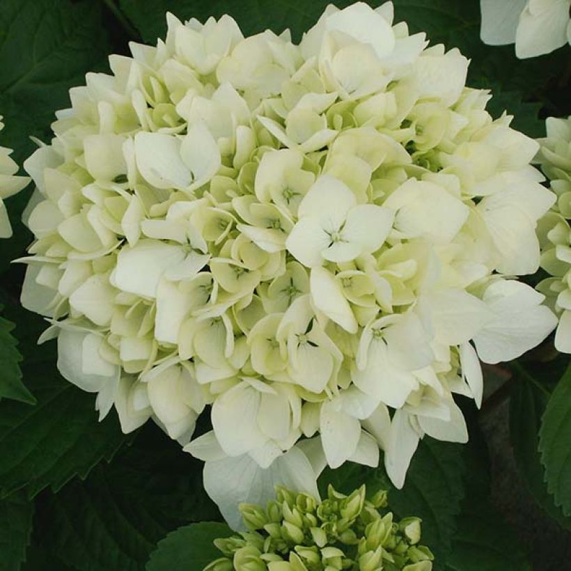 Hydrangea macrophylla Soeur Thérèse - Bauernhortensie (Blüte)