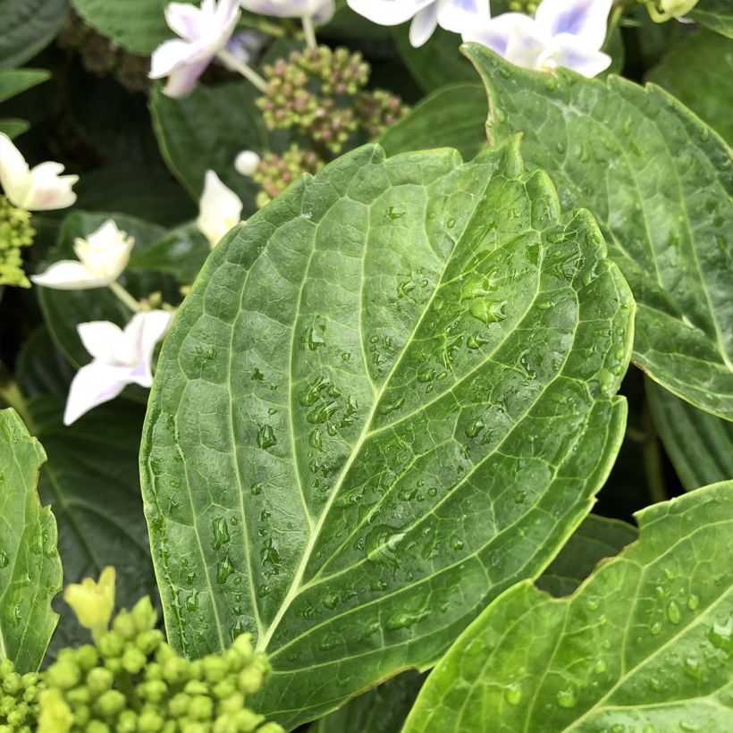 Hydrangea macrophylla Stargazer - Bauernhortensie (Laub)