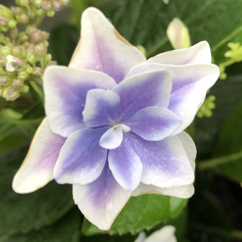 Hydrangea macrophylla Stargazer - Bauernhortensie (Blüte)