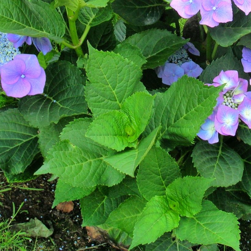 Hydrangea macrophylla Teller Blue - Bauernhortensie (Laub)