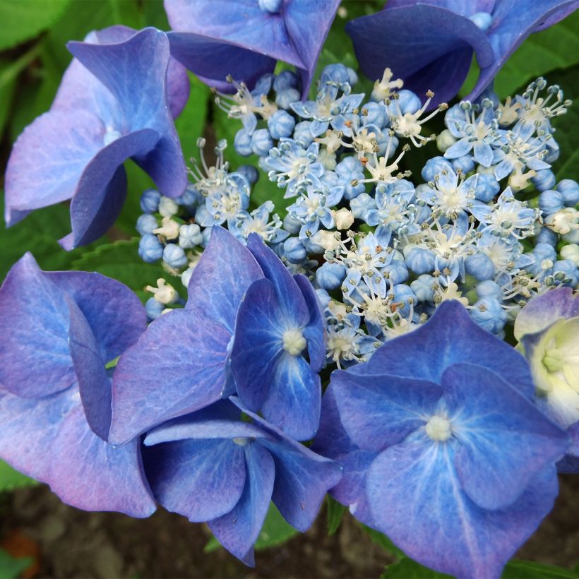 Hydrangea macrophylla Teller Blue - Bauernhortensie (Blüte)