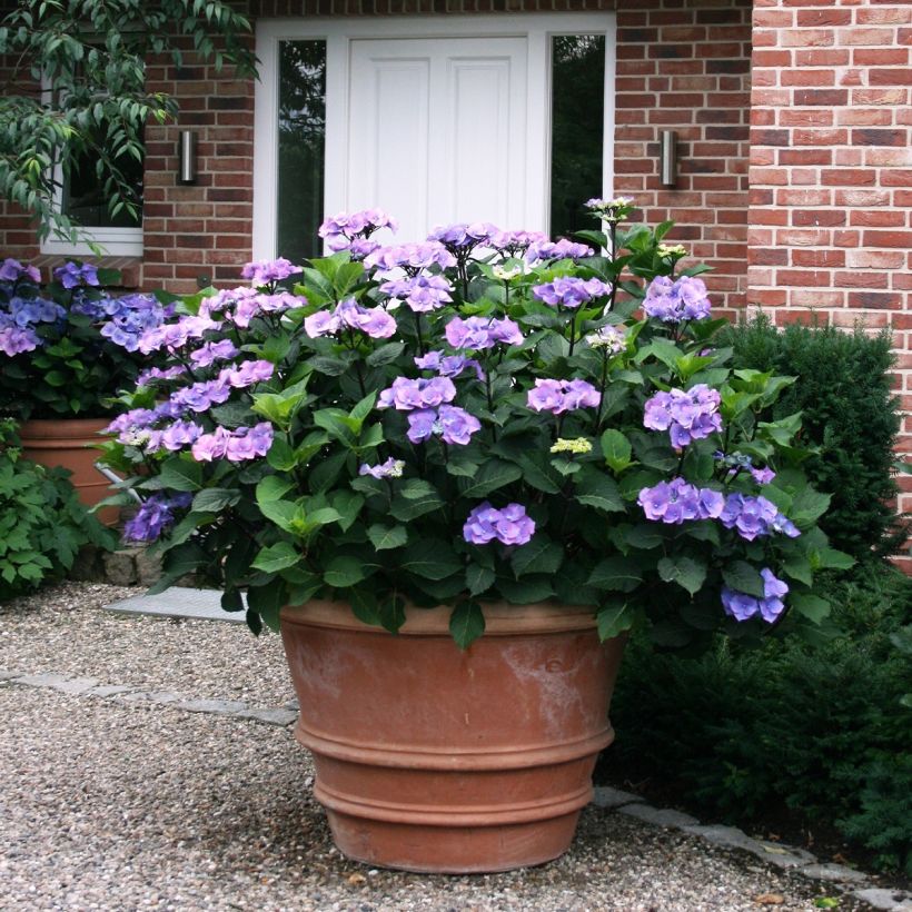 Hydrangea macrophylla Teller Blue - Bauernhortensie (Hafen)