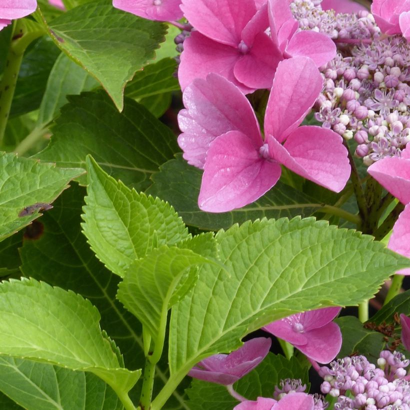 Hydrangea macrophylla Teller Pink - Bauernhortensie (Laub)