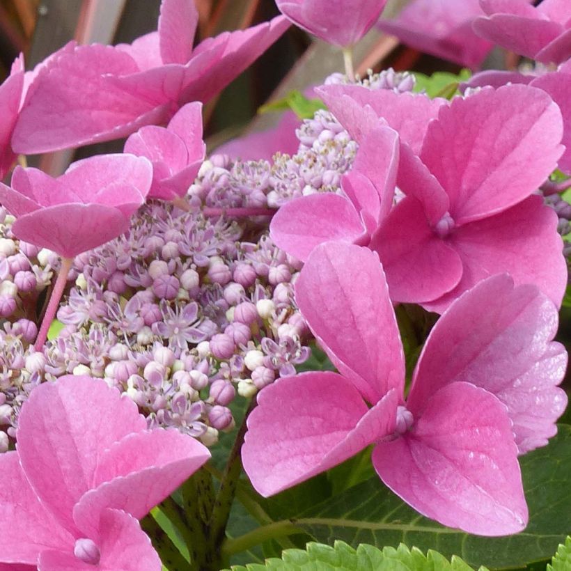 Hydrangea macrophylla Teller Pink - Bauernhortensie (Blüte)