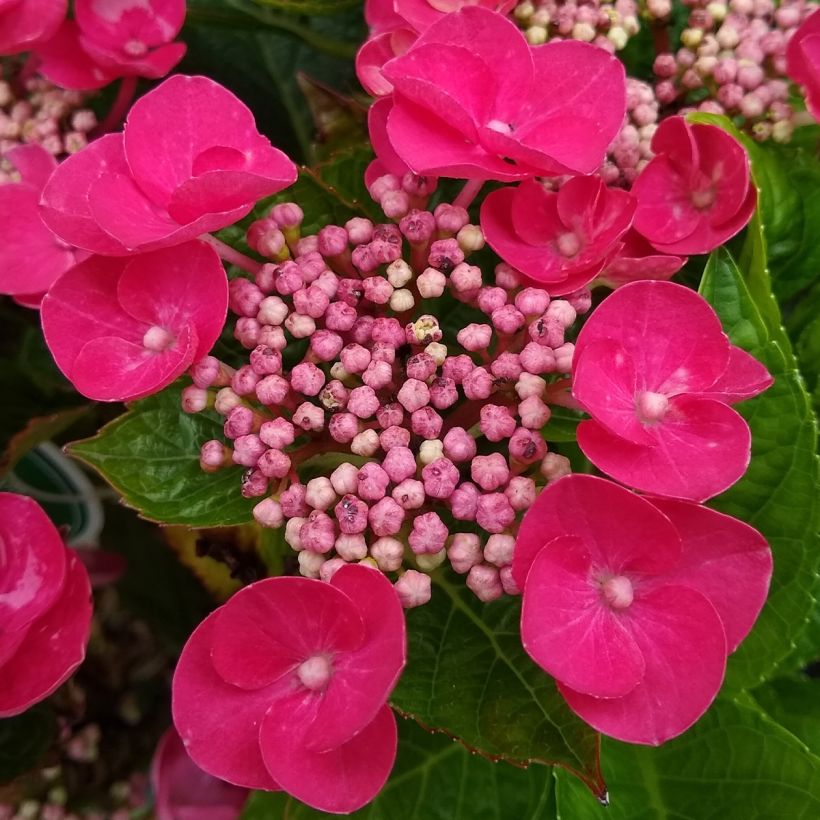 Hydrangea macrophylla Teller Red - Bauernhortensie (Blüte)