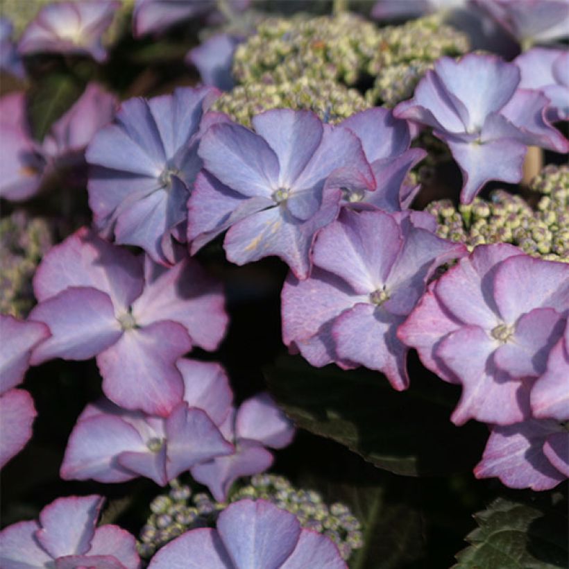 Hydrangea macrophylla Tiffany - Bauernhortensie (Blüte)