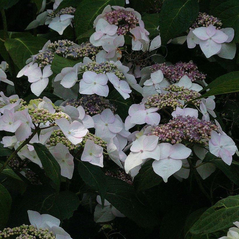 Hydrangea macrophylla Veitchii - Bauernhortensie (Blüte)