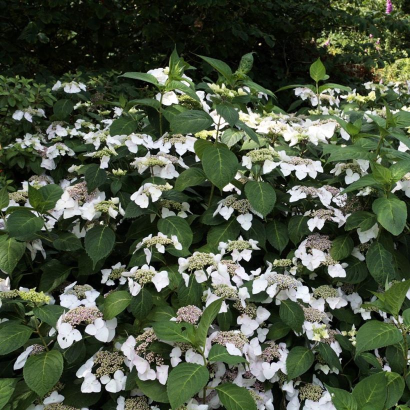 Hydrangea macrophylla Veitchii - Bauernhortensie (Hafen)