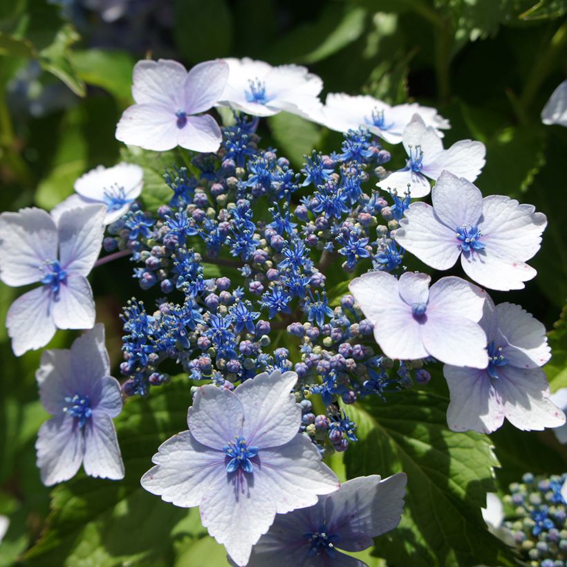 Hydrangea macrophylla Blue wave - Bauernhortensie (Blüte)