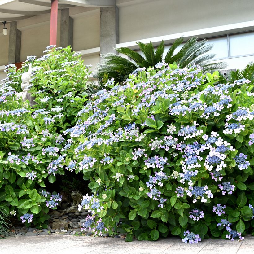 Hydrangea macrophylla Blue wave - Bauernhortensie (Hafen)