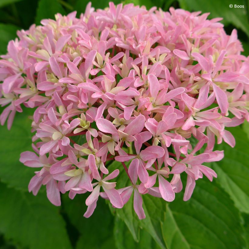 Hydrangea macrophylla You & Me 'Inspire' - Bauernhortensie (Blüte)