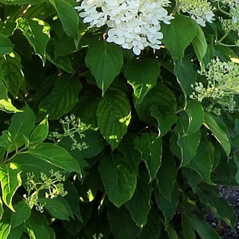 Rispenhortensie Bombshell - Hydrangea paniculata (Laub)