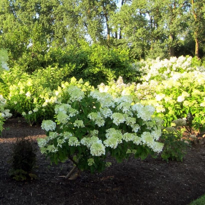 Rispenhortensie Bombshell - Hydrangea paniculata (Hafen)