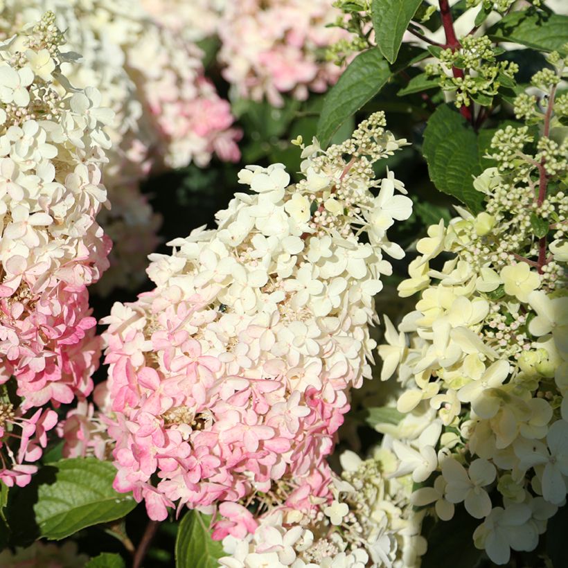 Rispenhortensie Candlelight - Hydrangea paniculata (Blüte)