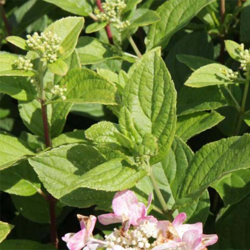 Rispenhortensie Dart's Little Dot - Hydrangea paniculata (Laub)