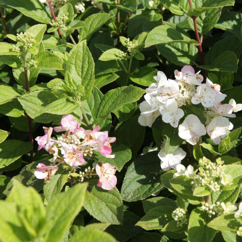 Rispenhortensie Dart's Little Dot - Hydrangea paniculata (Blüte)