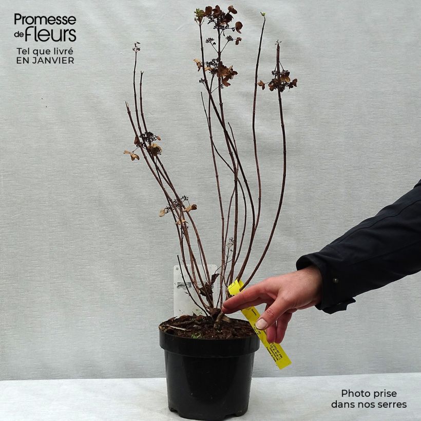 Exemplar von Hydrangea paniculata Dart's Little Dot Pot de 3L/4L wie im Winter geliefert