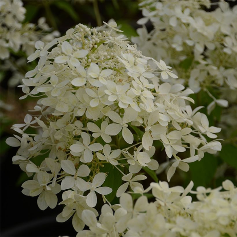 Rispenhortensie Dentelle De Gorron - Hydrangea paniculata (Blüte)