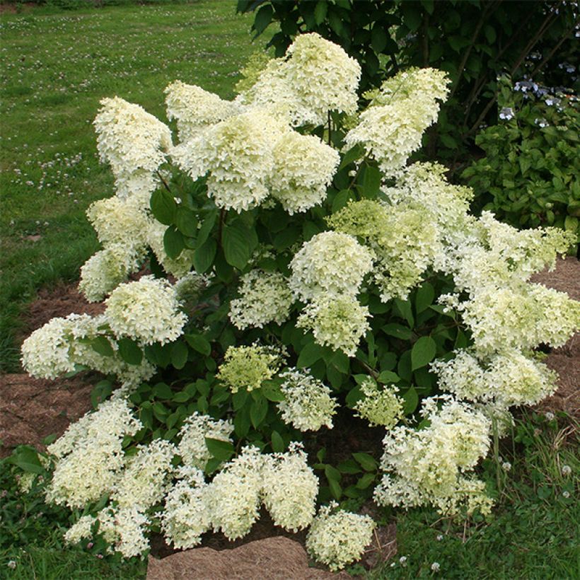 Rispenhortensie Dentelle De Gorron - Hydrangea paniculata (Hafen)