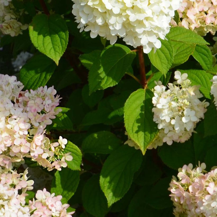 Rispenhortensie Diamantino - Hydrangea paniculata (Laub)