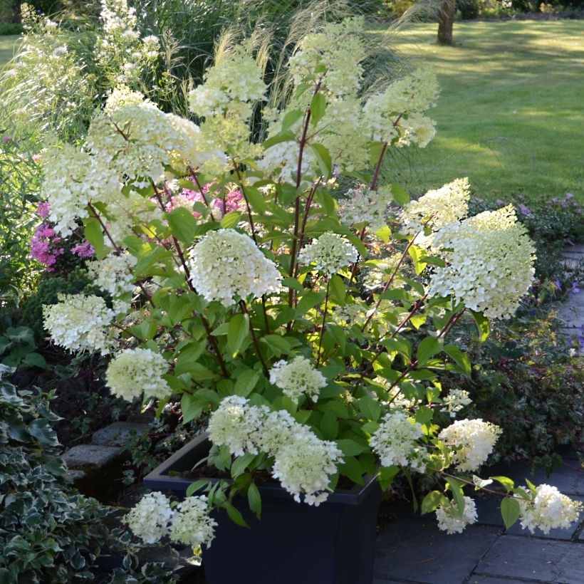 Rispenhortensie Diamantino - Hydrangea paniculata (Hafen)