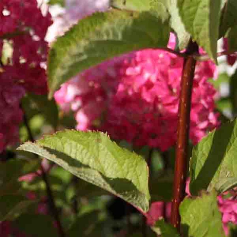 Rispenhortensie Fraise Melba - Hydrangea paniculata (Laub)