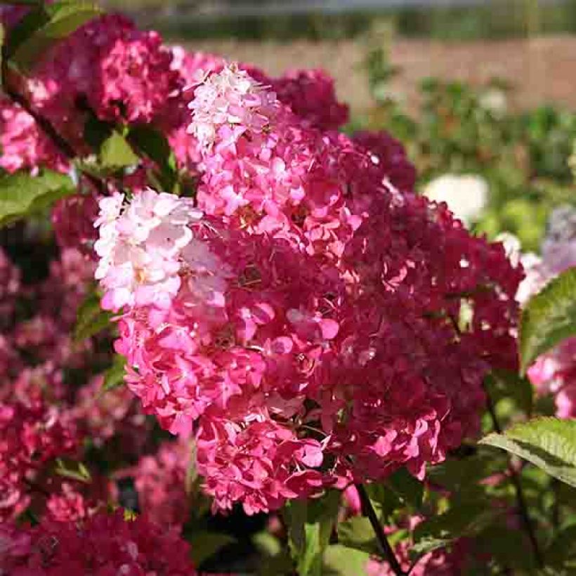 Rispenhortensie Fraise Melba - Hydrangea paniculata (Blüte)