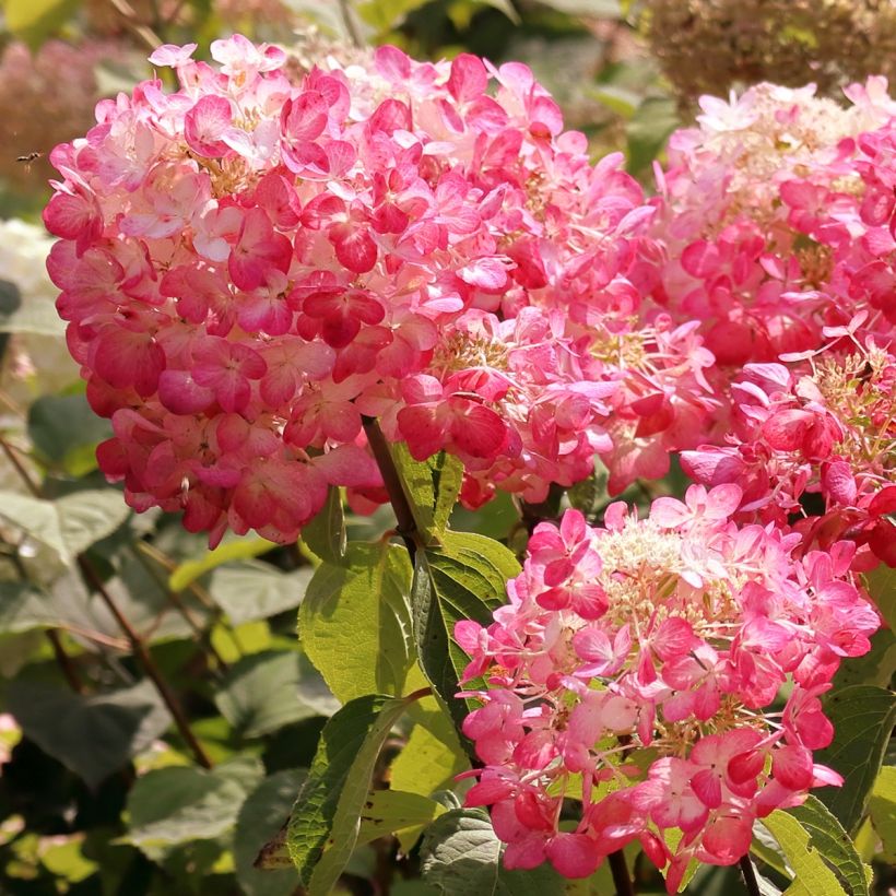 Rispenhortensie Framboisine - Hydrangea paniculata (Blüte)