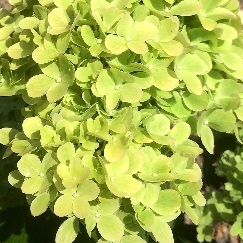 Rispenhortensie Mojito - Hydrangea paniculata (Blüte)