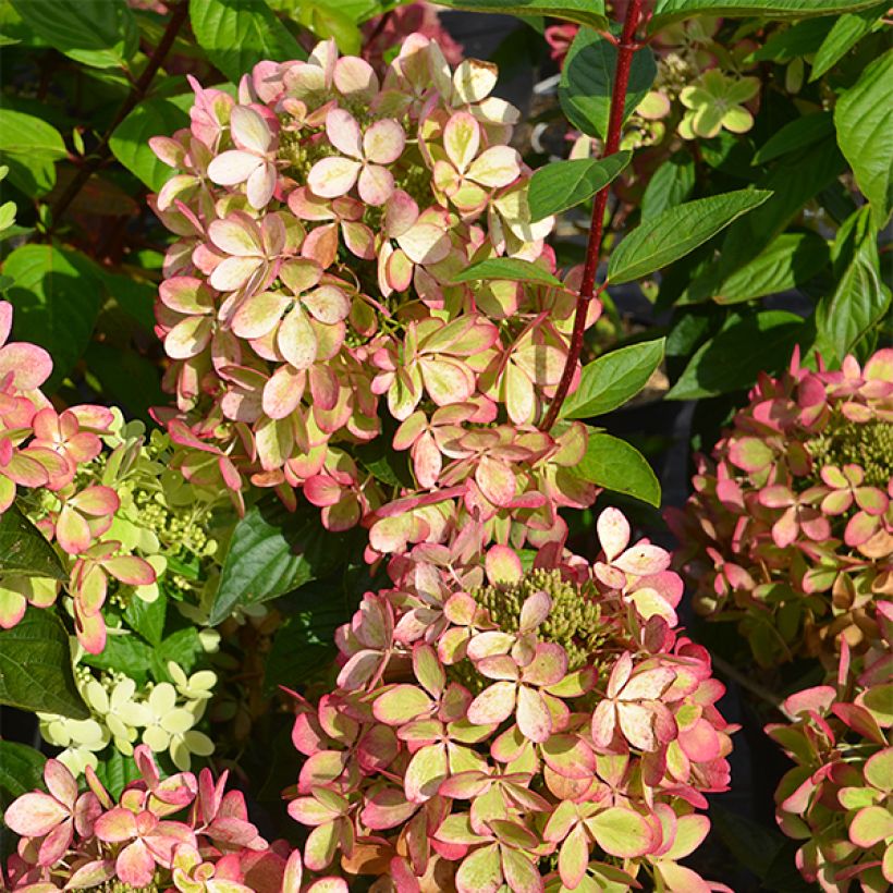 Rispenhortensie Pastelgreen - Hydrangea paniculata (Laub)