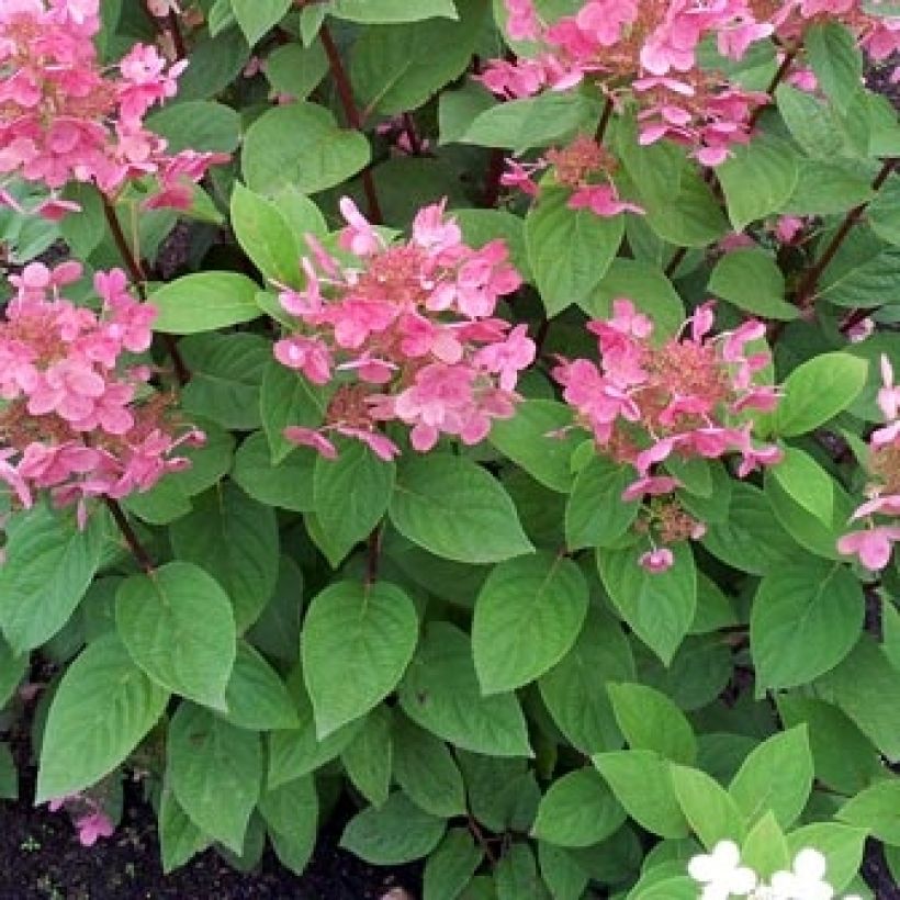 Rispenhortensie Pink Diamond - Hydrangea paniculata (Laub)