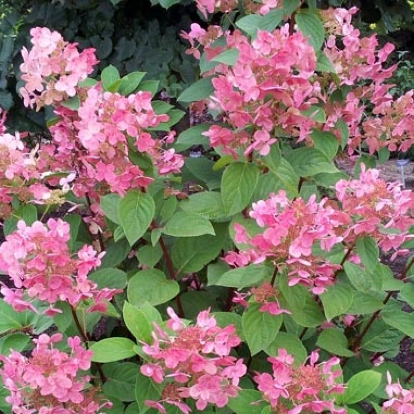 Rispenhortensie Pink Diamond - Hydrangea paniculata (Blüte)