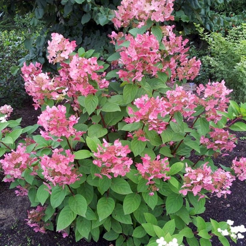 Rispenhortensie Pink Diamond - Hydrangea paniculata (Hafen)