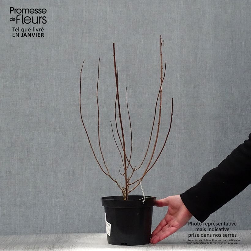 Exemplar von Hydrangea paniculata Polar Bear - Hortensia paniculé Pot de 2L/3L wie im Winter geliefert