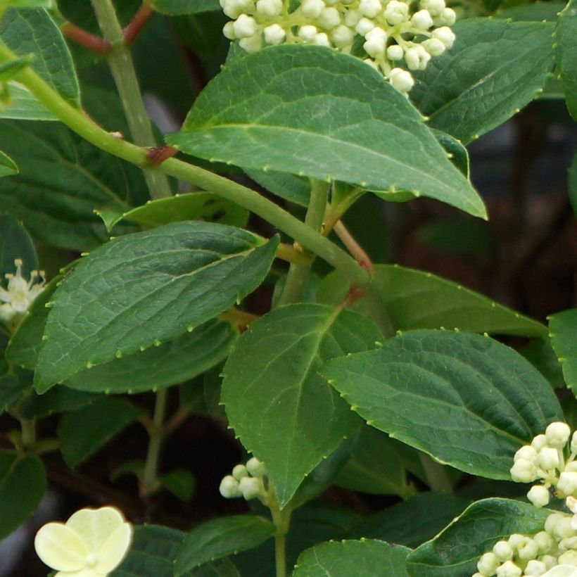 Rispenhortensie Prim White - Hydrangea paniculata (Laub)