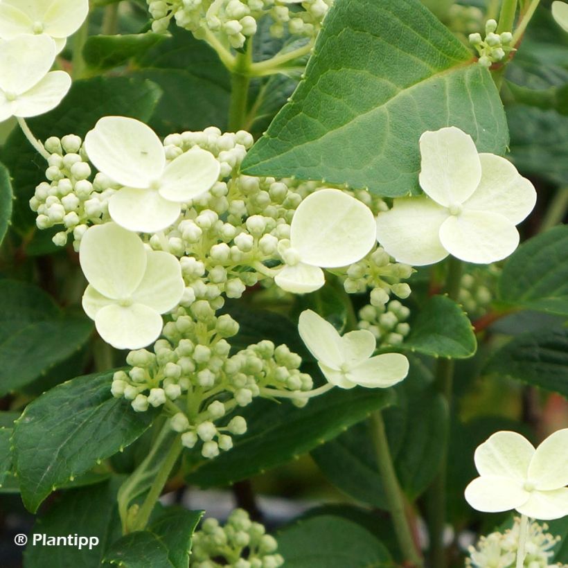 Rispenhortensie Prim White - Hydrangea paniculata (Blüte)