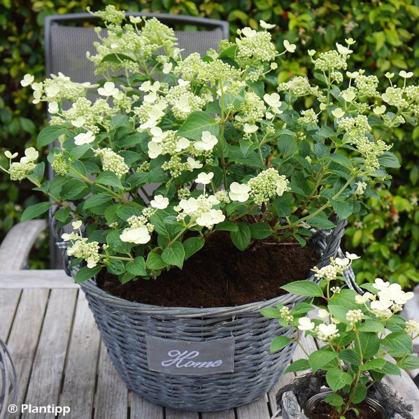 Rispenhortensie Prim White - Hydrangea paniculata (Hafen)