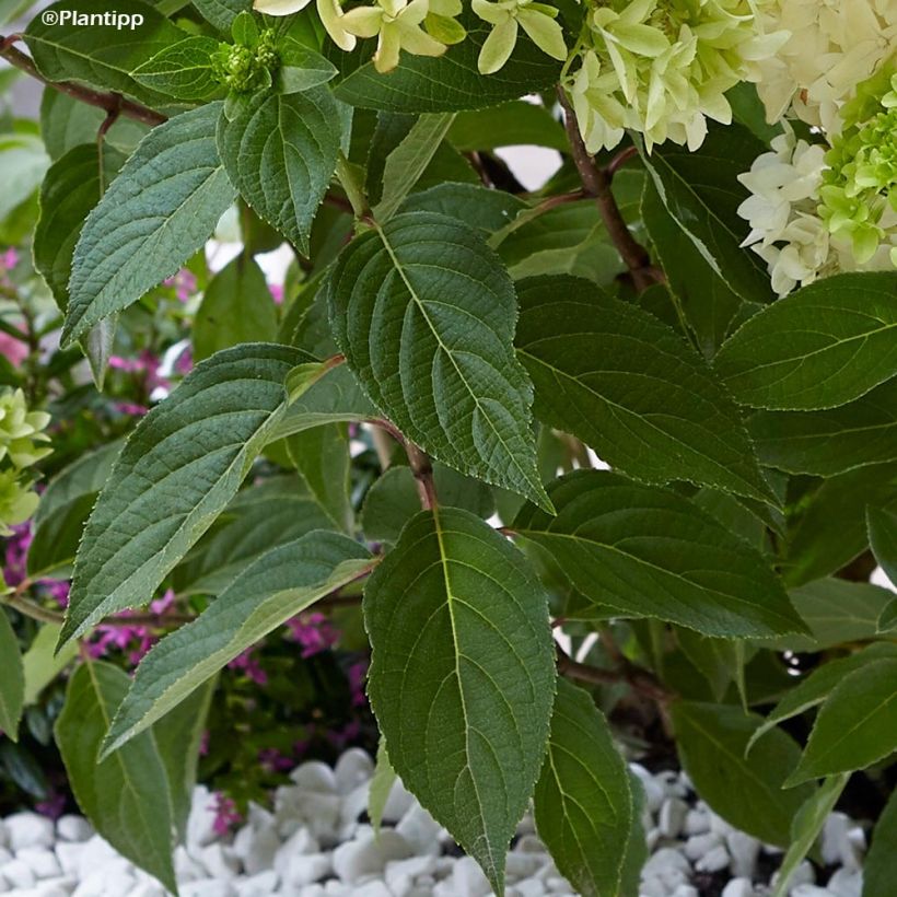 Rispenhortensie Skyfall - Hydrangea paniculata (Laub)