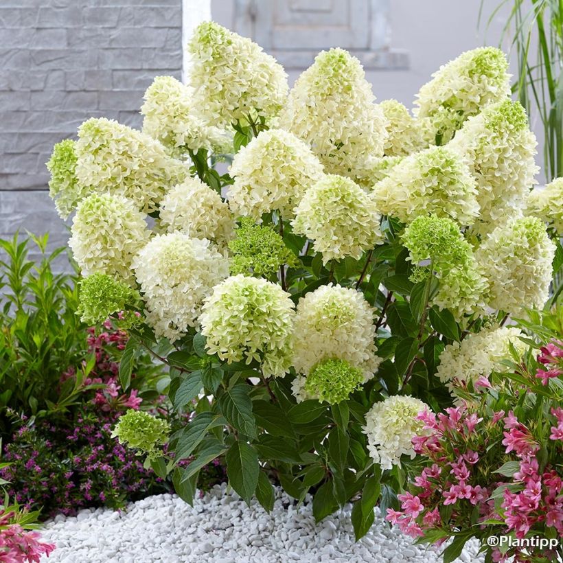 Rispenhortensie Skyfall - Hydrangea paniculata (Hafen)